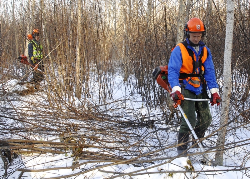 Baltalkšņu jaunaudzi Ceraukstes pagastā no «džungļiem» atbrīvo Guntars Žilinskis (priekšplānā) un Jānis Ziemelis.
Autors: Ivars Bogdanovs