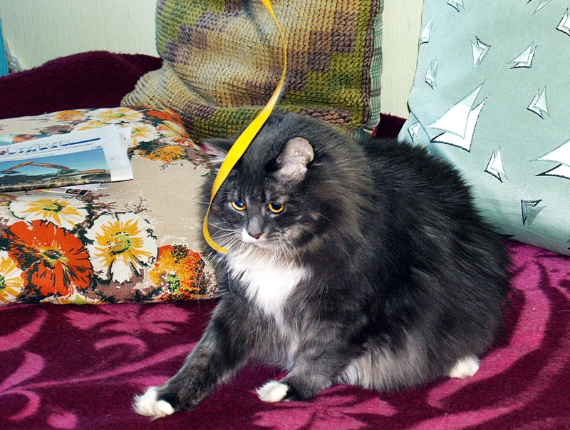 Kaķis Bricis labprāt spēlējas ar mērlenti un citām mantām.
Autors: Foto – Antra Ērgle