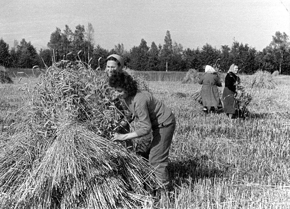 Valija Vasiļjeva (priekšplānā), ilggadēja korektore, tāpat kā citi redakcijas darbinieki, pagājušā gadsimta 50. un 60. gados piedalījās talkās šefības saimniecībās.
Autors: Foto no «Bauskas Dzīves» arhīva.