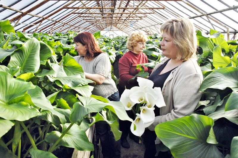 KALLAS ziemā ražo, bet vasarā atpūšas. Tatjanai Bērziņai (no kreisās), Dainai Auzānei un Ilonai Timlerei ir liela pieredze šo ziedu audzēšanā. 
Autors: Ivars Bogdanovs