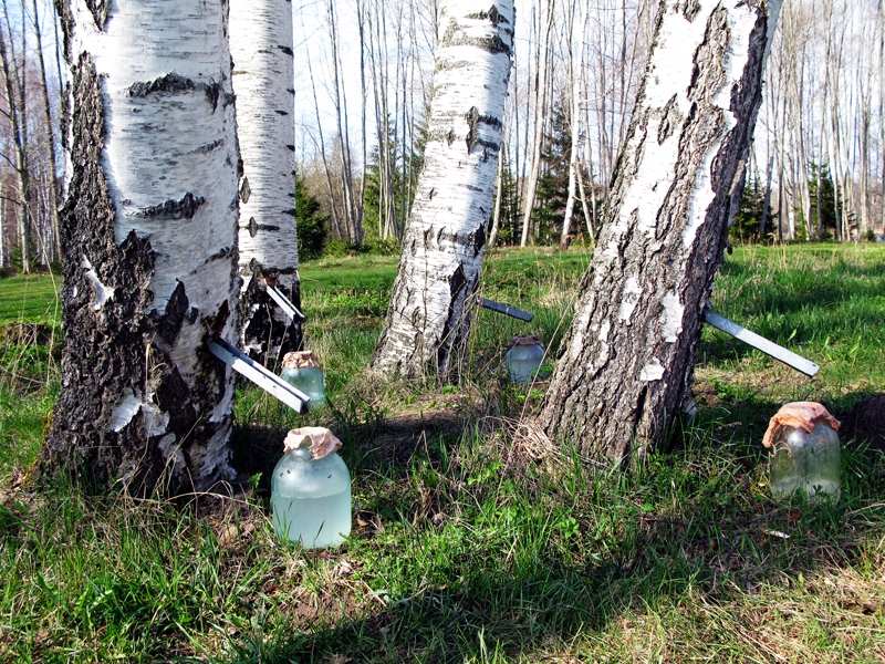 Autors: Foto no absolutsed.lv.