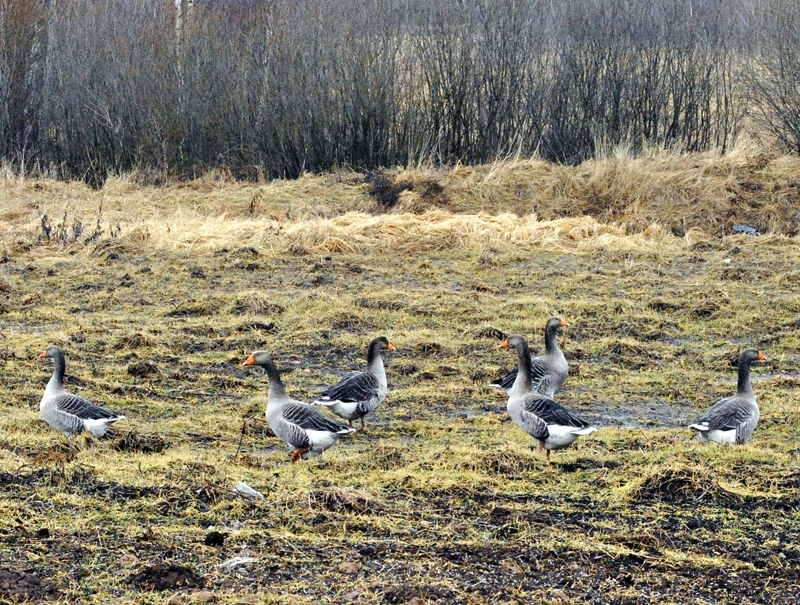 Mājas zosis Iecavas novada Zorģu pļavā lūko, kad no dienvidiem atgriezīsies gājputni – meža un purva māsas.
Autors: Foto – Antra Ērgle