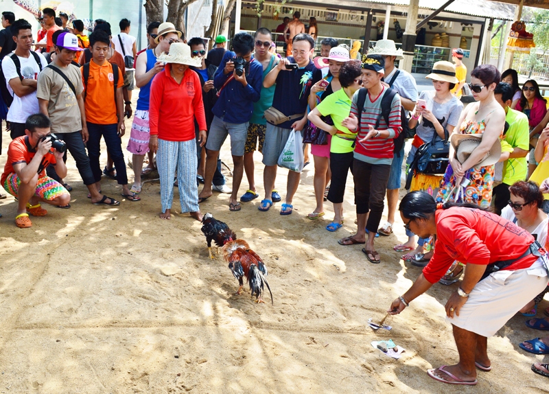 Rituālu vajadzībām rīko gaiļu cīņas. 
Autors: no personiskā albuma