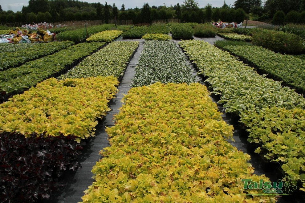 Autors: talsuvestis.lv