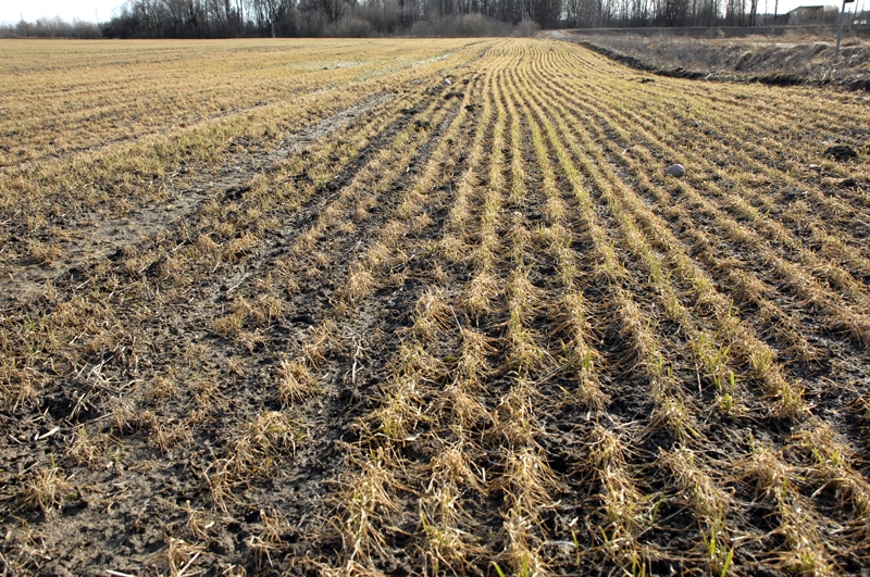 Zemnieki bēdīgo skatu ziemāju laukos īpaši nevēlas komentēt, pavasara darbos jau plānojot pārsēšanu.
Autors: Foto – Ivars Bogdanovs