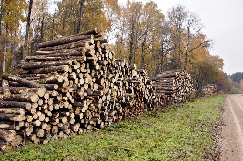 Siltās ziemas un sliktie ceļi arvien vairāk ietekmē mežizstrādes biznesu. 
Autors: Ivars Bogdanovs