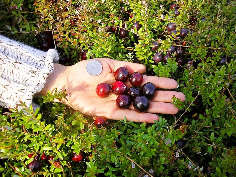 Dzērveņu audzēšanas izpēte pierāda, ka modernie zemnieki arvien plašāk izmanto tehnoloģijas labākām ražām un tīrākai videi.
Autors: Foto no lielogas.files.wordpress.com.
