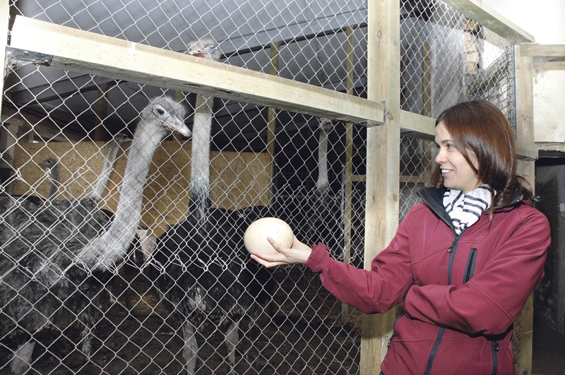 Omlete no vienas strausa olas pabaros 7 – 14 ēdējus, garša neatšķiras no vistu olām, saka Kristīne Šagbazjana.
Autors: Foto – Ivars Bogdanovs