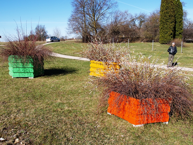 Novada centru rotās pavasarīgi košas plaukstošu zaru kastes.
Autors: Foto – Antra Ērgle