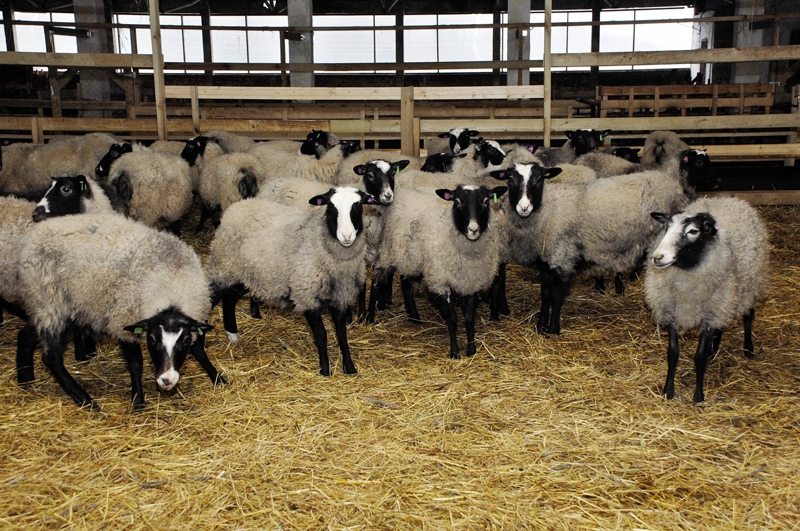 SIA «Lielzeltiņi» novietnē pie Iecavas jēri aitumātēm šoziem atskrējuši pirmo reizi.
Autors: Foto – Ivars Bogdanovs