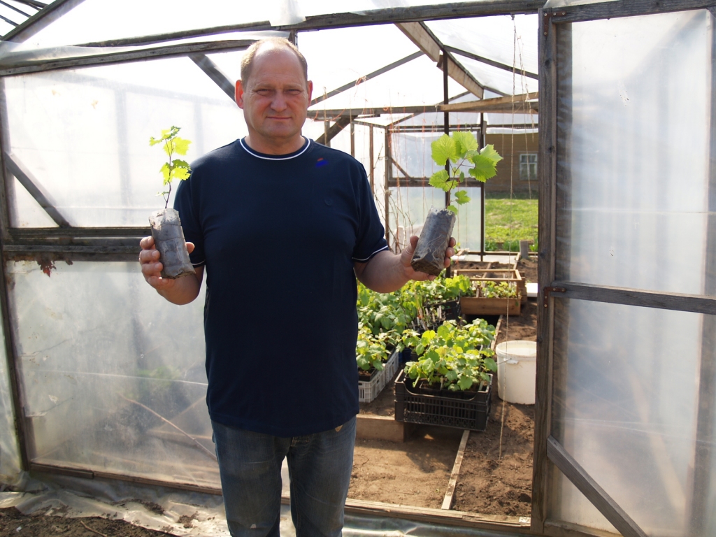 Gatis Kužums rāda pirmā gada vīnogu stādiņus. Aiz saimnieka siltumnīcā rindojas otrā gada stādi.
Autors: Antra Ērgle