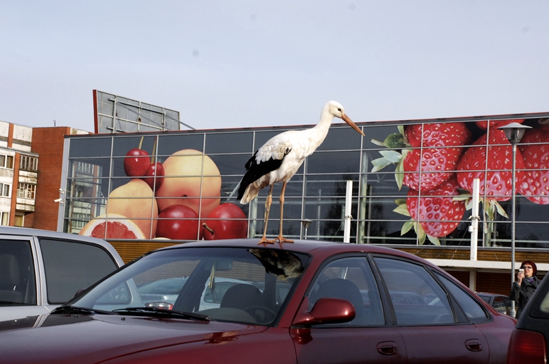 Stārķis Sisenis, kurš pārziemojis Bauskas novada Īslīces pagastā un labprāt komunicē ar cilvēkiem, pirms Lieldienām izklaidēja baušķeniekus un pilsētas viesus lielveikala stāvlaukumā un zālienā pie svētku dekoriem.
Autors: Foto – Ivars Bogdanovs