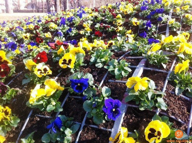 Daudzviet sastādītas pirmās pavasara puķes - atraitnītes, jo tās ir vienīgās, kas nenosalst pavasara salnās.
Autors: www.bauskasdzive.lv