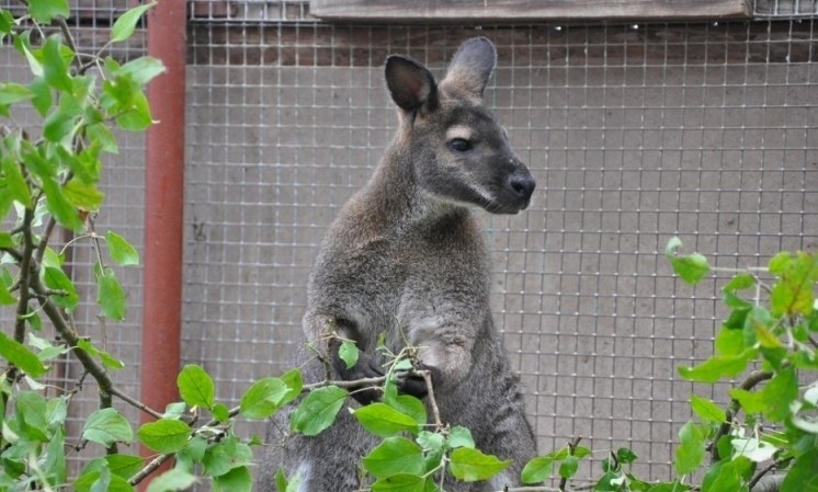 «Dobuļos» no 1. līdz 5. maijam visi īpaši aicināti apskatīt palaidnīgo ķenguru Markusu, kas pagājušajā vasarā trīs mēnešus skraidījis pa apkārtnes dārziem, laukiem un pļavām, bet rudenī tomēr nolēmis atgriezties mājās.
Autors: minizoo.lv