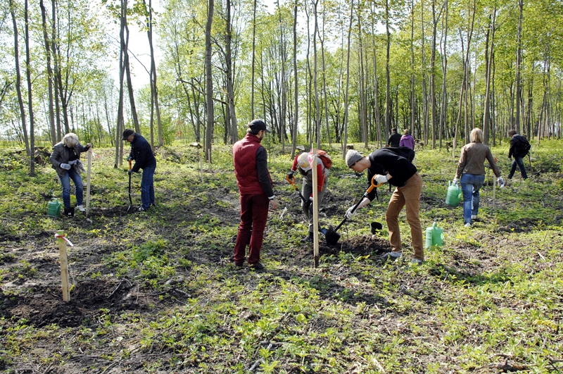 Meža parku Rundālē atjauno brīvprātīgie no Zemkopības ministrijas, Lauksaimniecības universitātes, mežniecībām. Viņi sastādīja ap 1650 skujkoku un 600 lapu koku, to vidū ozolus, dižskābaržus, pīlādžus, liepas. 
Autors: Ivars Bogdanovs