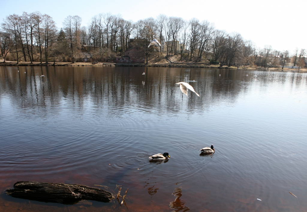 Aluksniesiem.lv raksta attēla aizvietotājs