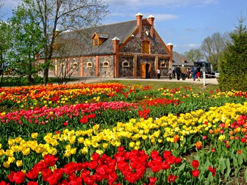 Burbišķu muižā zied tulpes.
Autors: no «Bauskas Dzīves» arhīva.