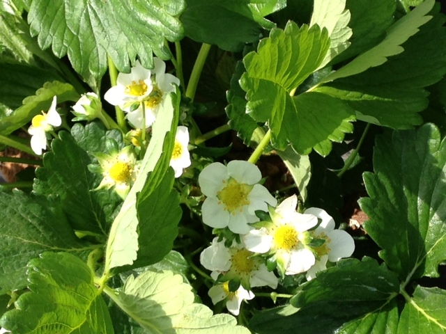 Autors: no «Bauskas Dzīves» arhīva.