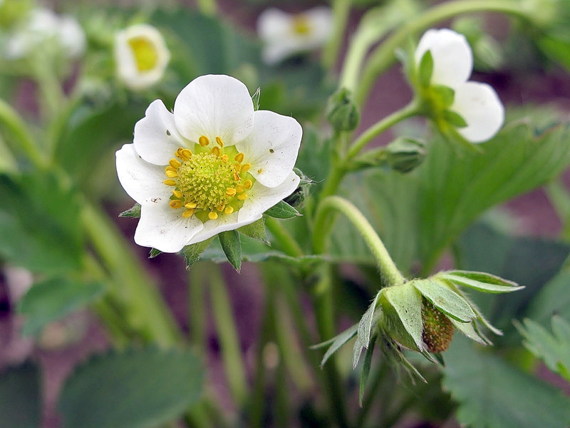 Autors: no «Bauskas Dzīes» arhīva