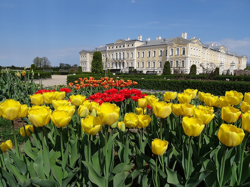Tulpju laukumi šogad ierīkoti starp rozēm.
Autors: Rundāles pils muzejs