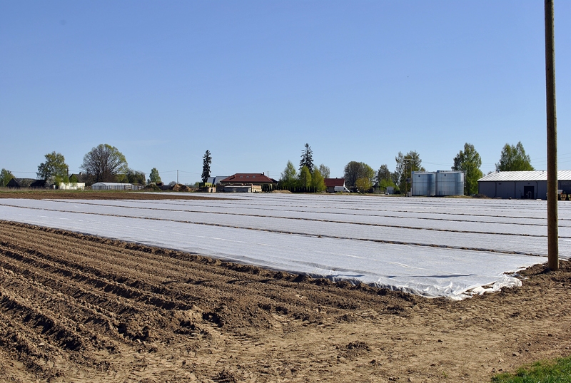 Agro kartupeļu stādījumi pie Iecavas piesegti ar agrotīklu, lai pasargātu no nelabvēlīgiem laikapstākļiem un raža ienāktos ātrāk. 
Autors: Antra Ērgle