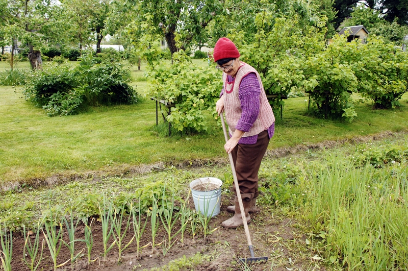 Žanna Judina atzīst, ka vēsākā laikā dārziņā rosīties ir nedaudz vieglāk nekā karstumā. 
Autors: Ivars Bogdanovs