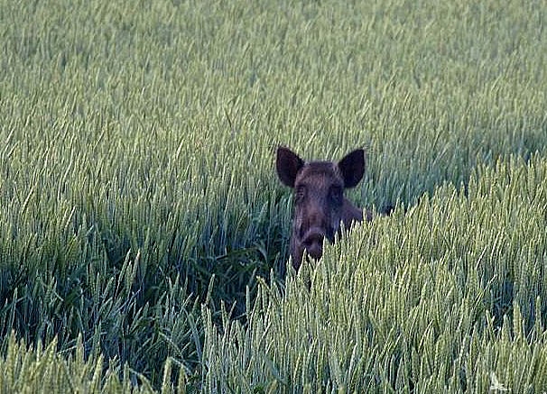 Mežacūkas ir lielākās labības lauku postītājas. 
Autors: Foto no allforhunt.com.