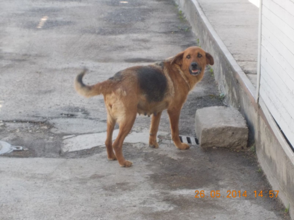 26.maijā plkst.15:55 Bauskas novada Codes pagastā, degvielas uzpildes stacijā «Graši» pieklīdusi kucīte.
Autors: bauska.lv