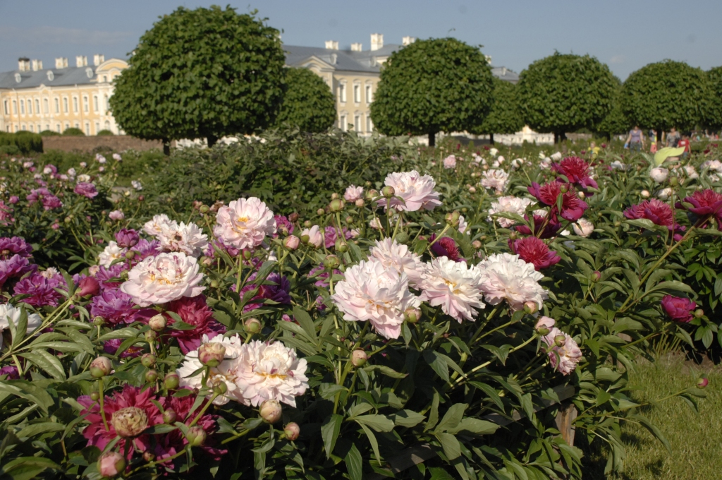 Šogad Rundāles pils dārzā jau Vasarsvētku laikā sākusi ziedēt peoniju kolekcija.
Autors: Ivars Bogdanovs