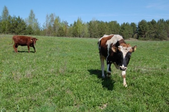 Fotoattēlam ilustratīva nozīme.
