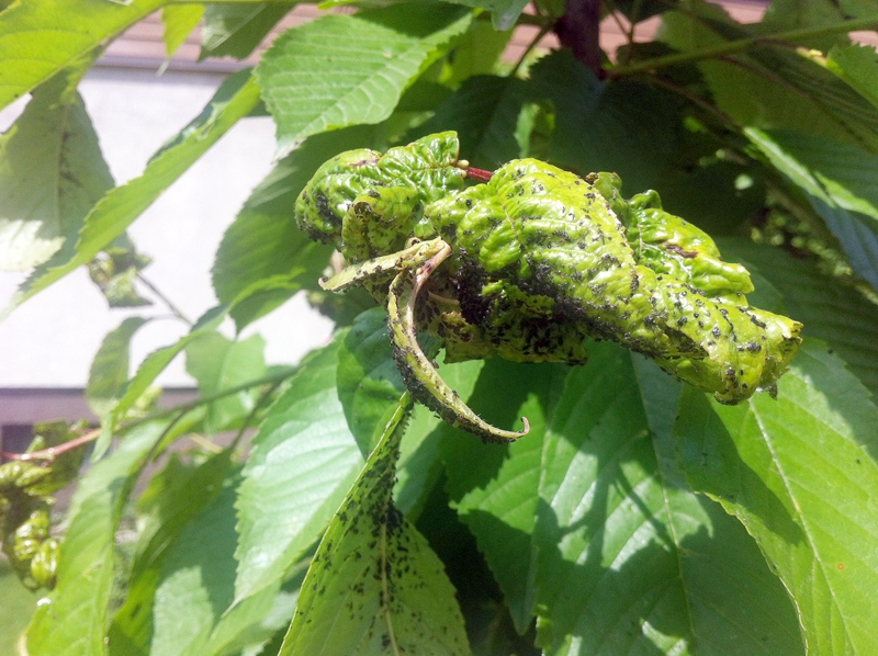 Laputis visvairāk apdraud jaunos ķiršus. 
Autors:  Publicitātes foto.