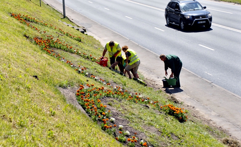 Vecie dolomīta akmeņi savu laiku jau bija nokalpojuši, tāpēc tika demontēti, bet arkas ieguvušas krāšņu vasaras ziedu akcentu. 
Autors: Ivars Bogdanovs