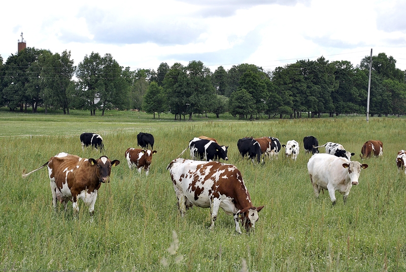Slaucamo govju skaits Latvijā, pēc Zemkopības ministrijas datiem, pērn bija 165 tūkstoši.
Autors: Foto – Ivars Bogdanovs