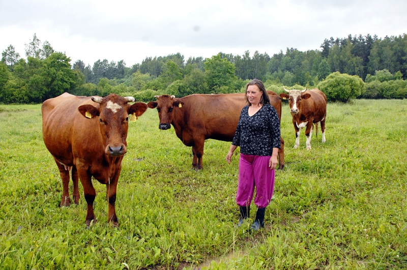 Vecsaulietes Intas Galanes gotiņas saimnieci īpaši gaida divas reizes dienā – rīta un vakara slaukšanā.
Autors: Foto – Ivars Bogdanovs