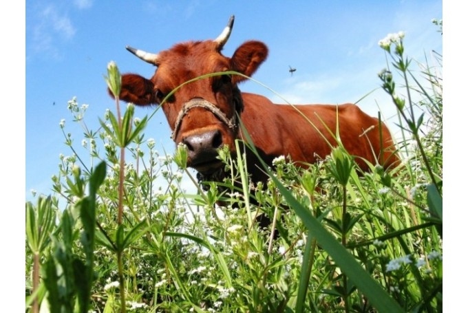 Fotoattēlam ilustratīva nozīme.