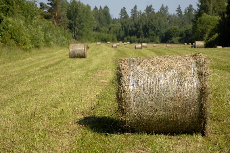 Autors: Ivars Bogdanovs