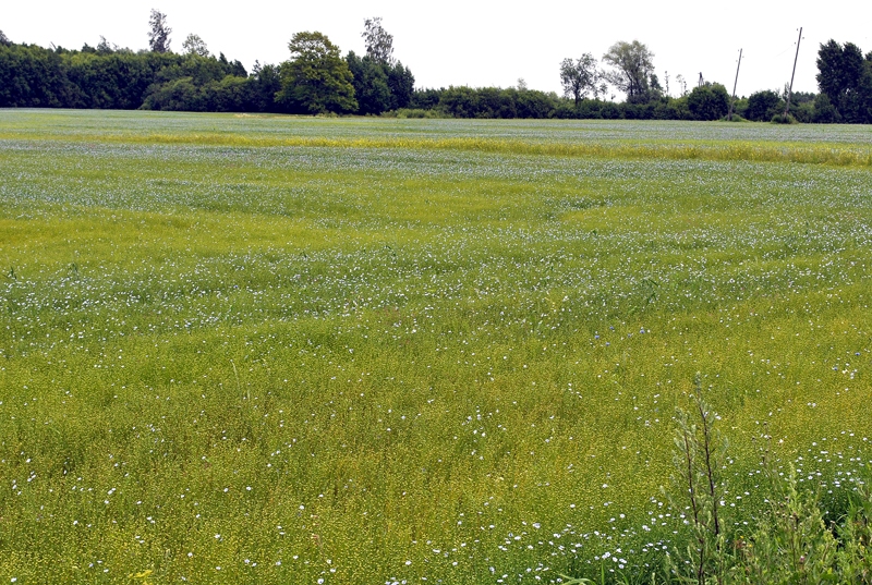 Lini skaisti ziliem ziediem redzami Iecavas–Jelgavas šosejas malā.
Autors: Antra Ērgle