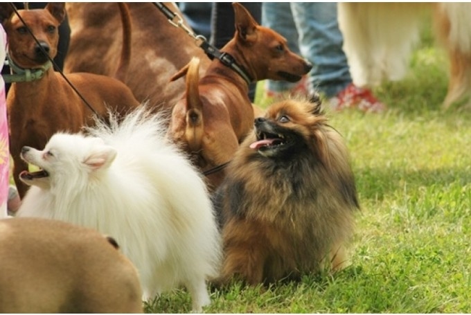 Autors: no «Bauskas Dzīves» arhīva