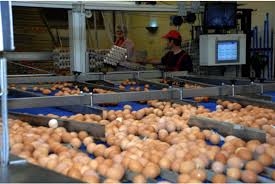 Iecavas novada ražotnē «Balticovo».
Autors: no 