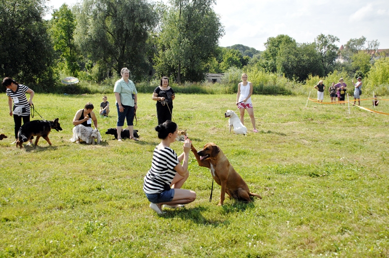 Rodēzijas ridžbeka saimniece Zanda Strazdiņa demonstrē sava mīluļa prasmes.
Autors: Ivars Bogdanovs
