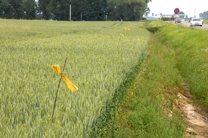 Zemnieku sējumos nospraustā optiskā kabeļa trase.
Autors: no «Bauskas Dzīves» arhīva.