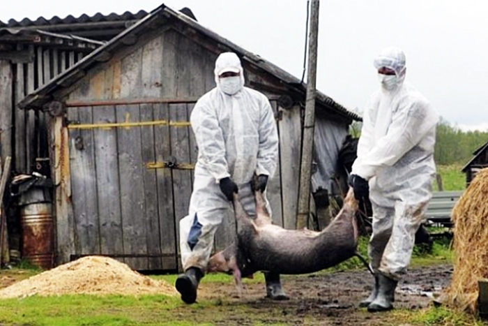Āfrikas cūku mēris ir kļuvis par biedu medniekiem un valsts cūkkopības nozarei. 
Autors: Foto no puaro.lv.