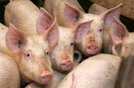 Autors: no zeme-buve.org