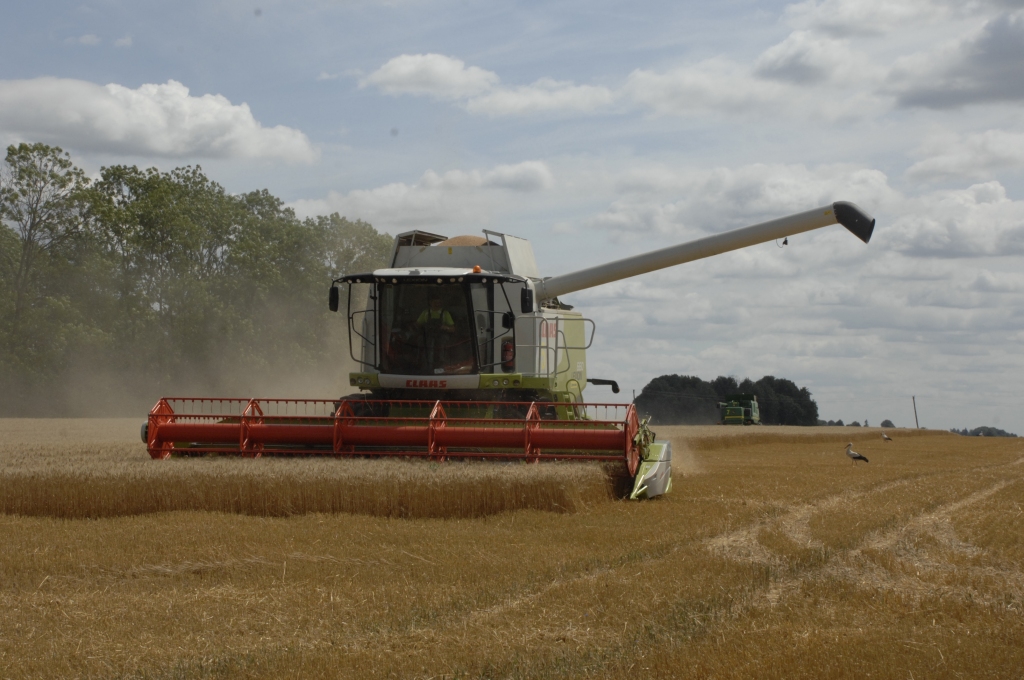 Laukos tiek vākti ziemas kvieši.
Autors: no «Bauskas Dzīves» arhīva.