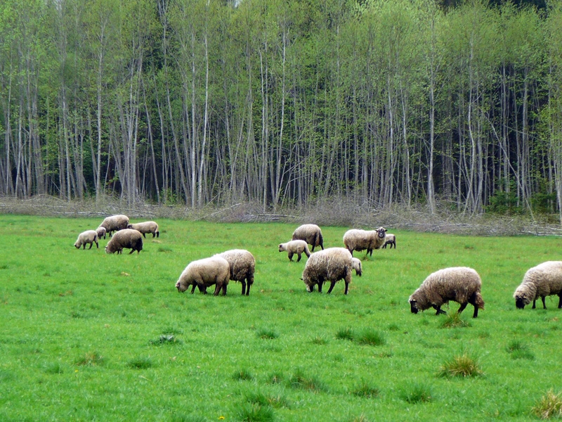 Zaļināšanas kritēriju izpilde būs obligāts nosacījums jau nākamgad, lai zemnieki saņemtu arī platībmaksājumus.
Autors: no «Bauskas Dzīves» arhīva