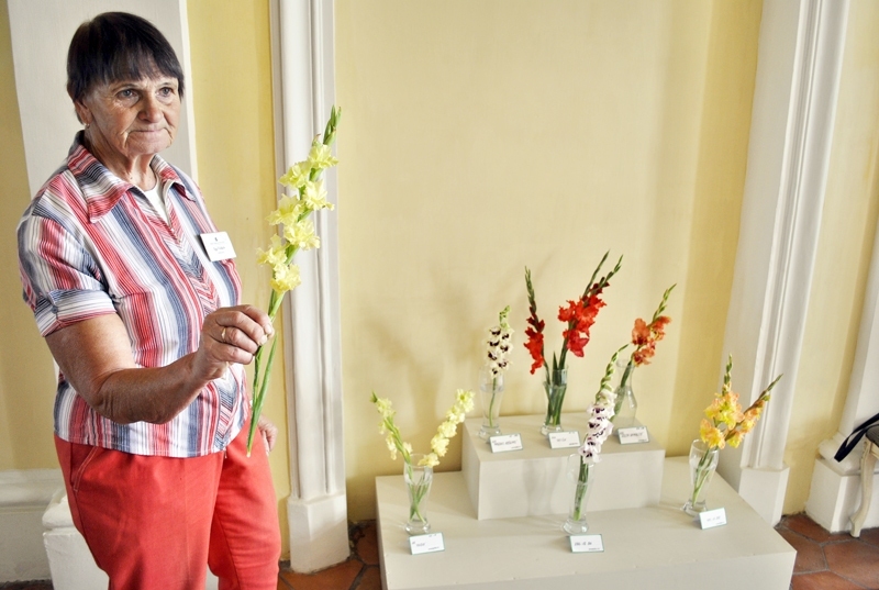Selekcionāre Ilga Viņķele izstādē izceļ šķirni ‘Anda’, kas īpaša ar gladiolām neraksturīgām bārkstiņām zieda malās.
Autors: Zane Gorškova