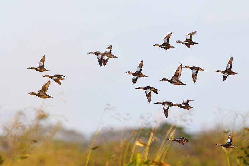 Mednieki ūdensputnus pirms sezonas sākuma noskatījuši, peldoties ūdenstilpēs.
Autors: no «Bauskas Dzīves» arhīva