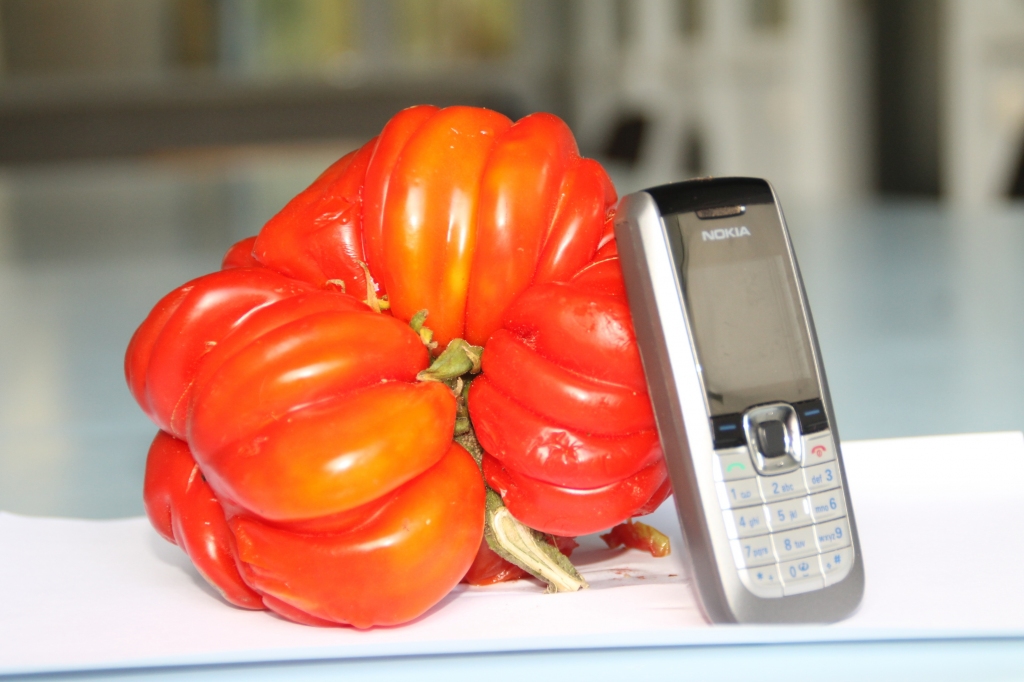 Lielo tomātu izaudzējusi baušķeniece Aija Pīrāga. 
Autors: Uldis Varnevičs