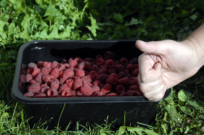 Rudens aveņu raža šogad nav slikta, vienīgi ogām nogatavoties traucē biežās lietavas.
Autors: Ivars Bogdanovs