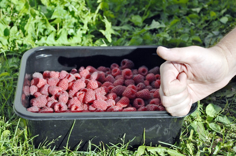 Rudens aveņu raža šogad nav slikta, vienīgi ogām nogatavoties traucē biežās lietavas.
Autors: Ivars Bogdanovs